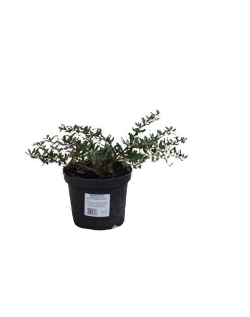 Zdjęcie: Berberys Frikarta Telstar ŁAZUCCY