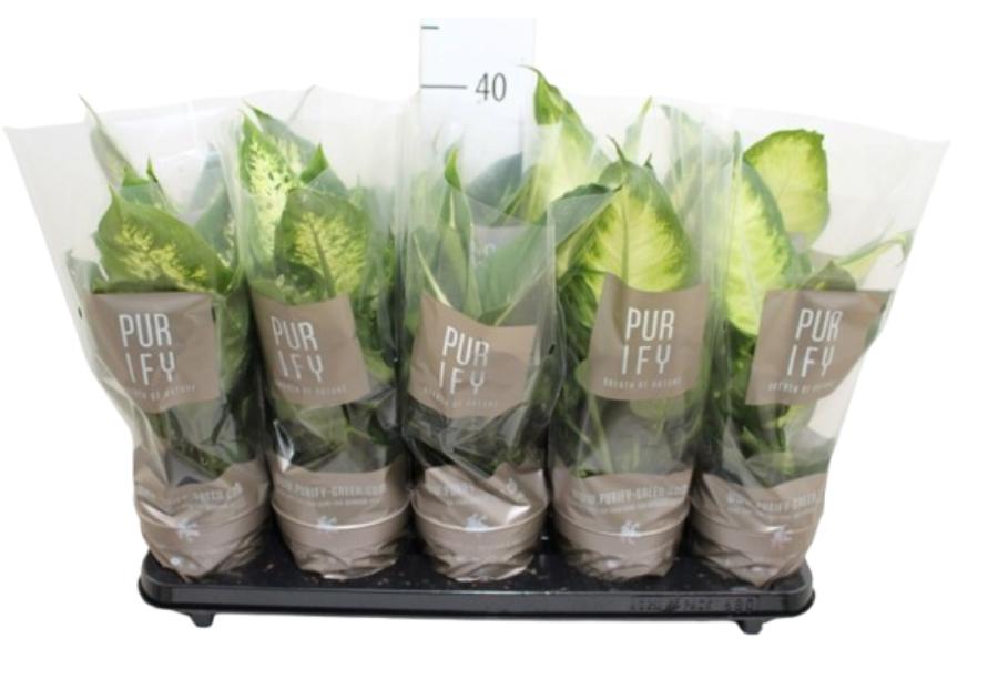 Zdjęcie: Kwiat doniczkowy Diffenbachia KAMA