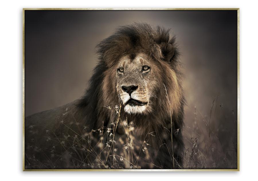 Zdjęcie: Obraz Canvas Framed 60x80 cm Fa003 Golden Lion STYLER