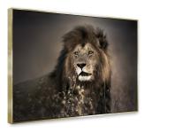 Zdjęcie: Obraz Canvas Framed 60x80 cm Fa003 Golden Lion STYLER