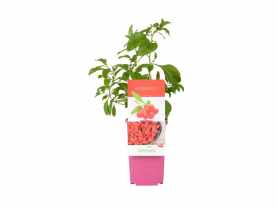 Jagoda Goji sadzonka GARTENLAND