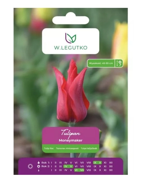 Zdjęcie: Tulipan Moneymaker czerwony 5 sztuk W.LEGUTKO