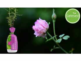 Róża pomarszczona GARTENLAND