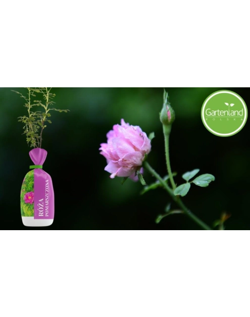 Zdjęcie: Róża pomarszczona GARTENLAND