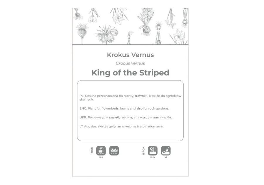 Zdjęcie: Krokus King of the Striped niebieski, paskowany 5 sztuk W.LEGUTKO