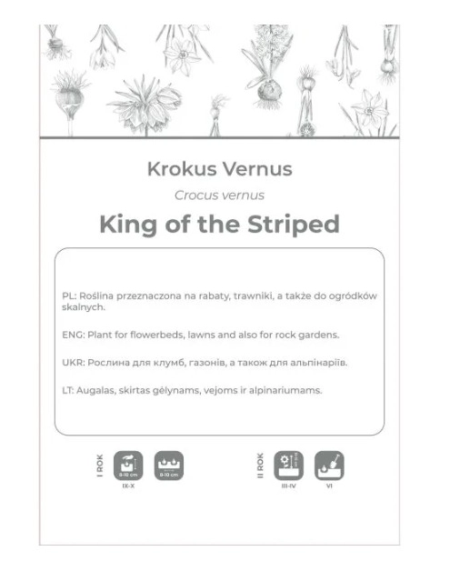 Zdjęcie: Krokus King of the Striped niebieski, paskowany 5 sztuk W.LEGUTKO