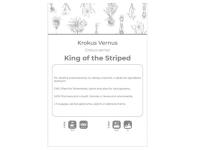 Zdjęcie: Krokus King of the Striped niebieski, paskowany 5 sztuk W.LEGUTKO