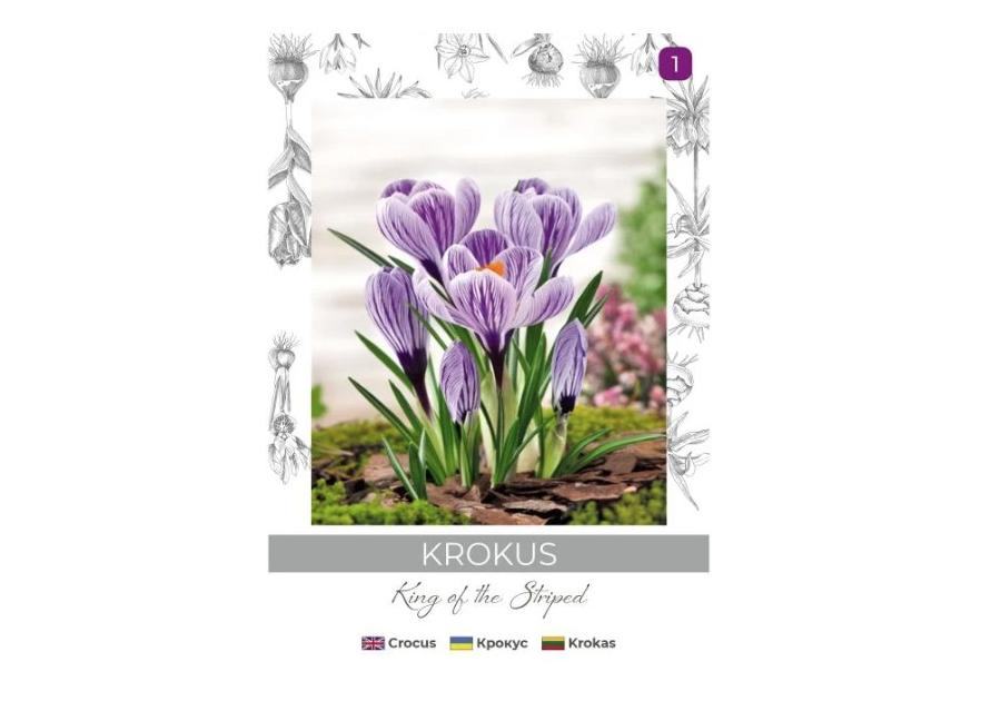 Zdjęcie: Krokus King of the Striped niebieski, paskowany 5 sztuk W.LEGUTKO