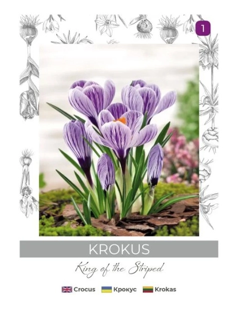 Zdjęcie: Krokus King of the Striped niebieski, paskowany 5 sztuk W.LEGUTKO