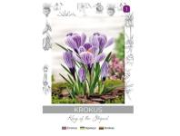 Zdjęcie: Krokus King of the Striped niebieski, paskowany 5 sztuk W.LEGUTKO