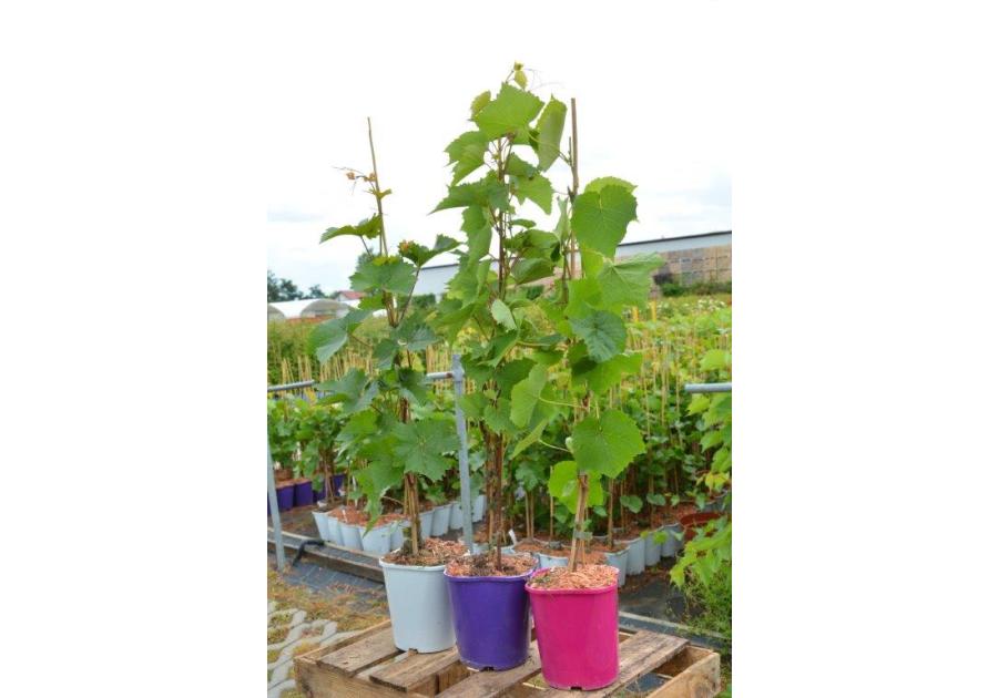 Zdjęcie: Winorośl owocowa C2 CLEMATIS