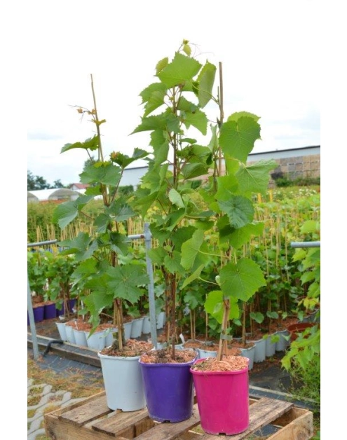 Zdjęcie: Winorośl owocowa C2 CLEMATIS