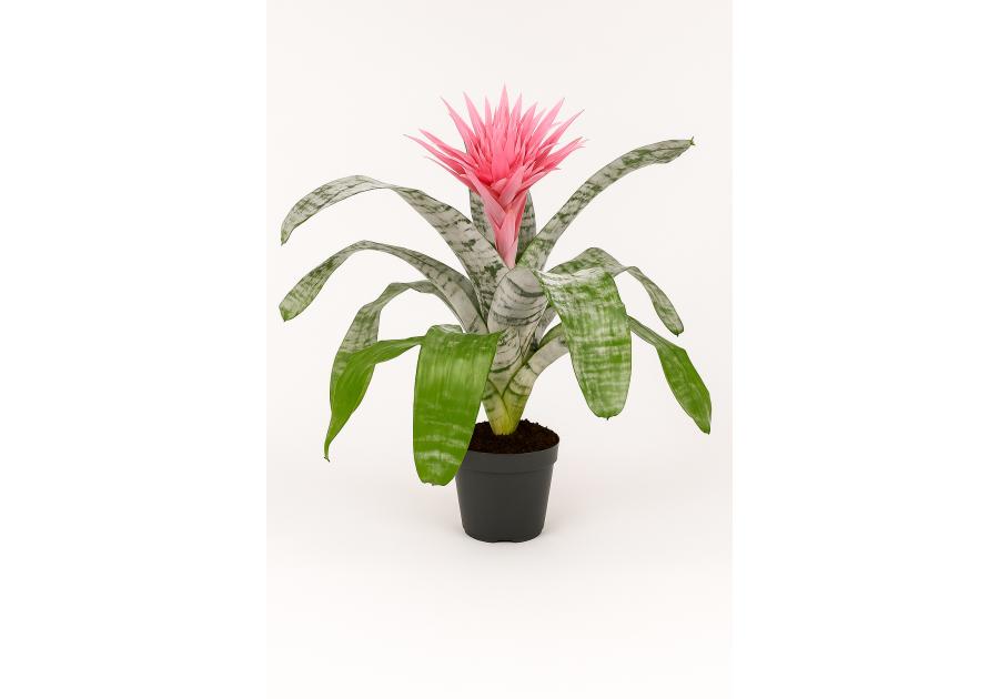 Zdjęcie: Kwiat doniczkowy Aechmea KAMA