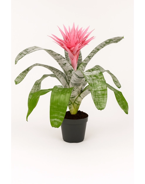 Zdjęcie: Kwiat doniczkowy Aechmea KAMA