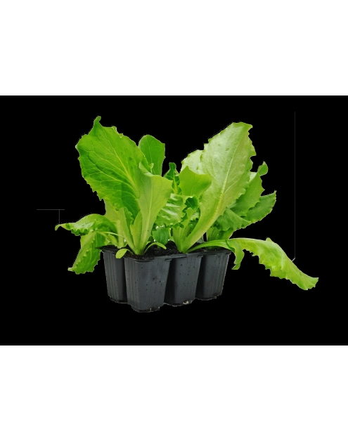 Zdjęcie: Sadzonki sałaty głowiastej 6 szt. 4 FLOWER