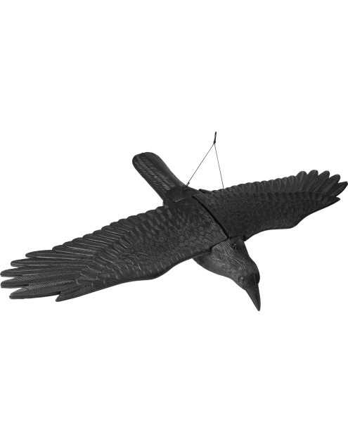 Zdjęcie: Duży kruk z rozpostartymi skrzydłami BIOOGROD