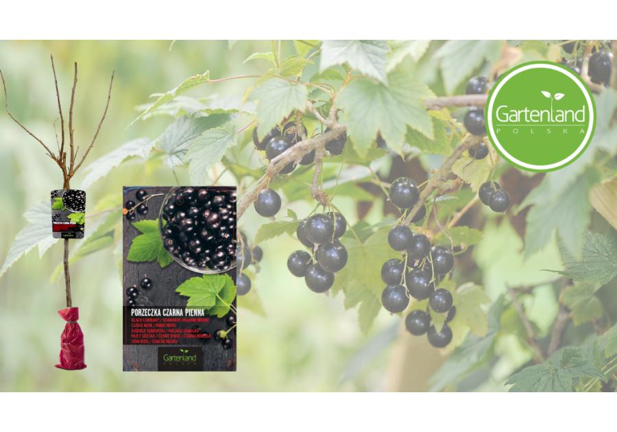 Zdjęcie: Porzeczka czarna na pniu - balot GARTENLAND