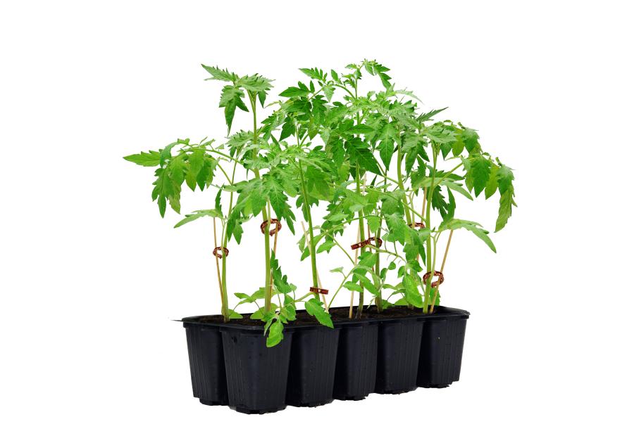 Zdjęcie: Sadzonka pomidora malinowego 10 szt. 4 FLOWER