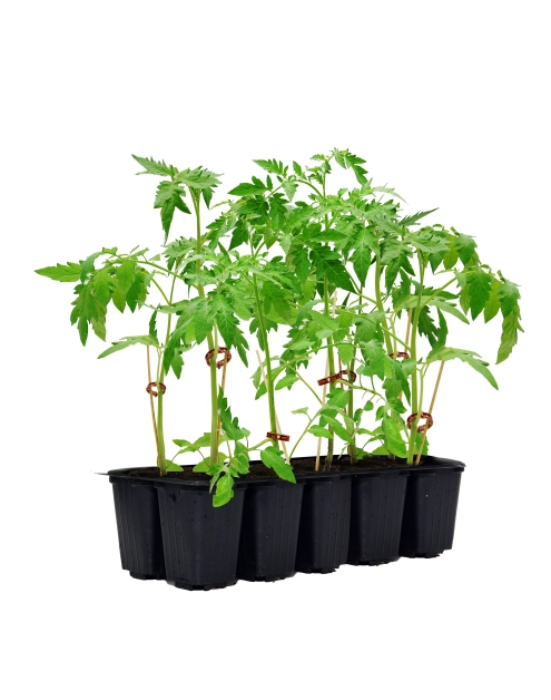 Zdjęcie: Sadzonka pomidora malinowego 10 szt. 4 FLOWER