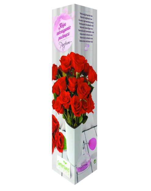 Zdjęcie: Róża pachnąca czerwona GARTENLAND