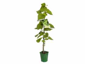 Kokornak C2 CLEMATIS