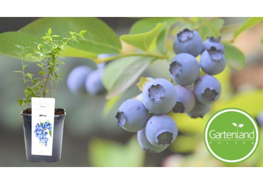 Zdjęcie: Borówka amerykańska GARTENLAND