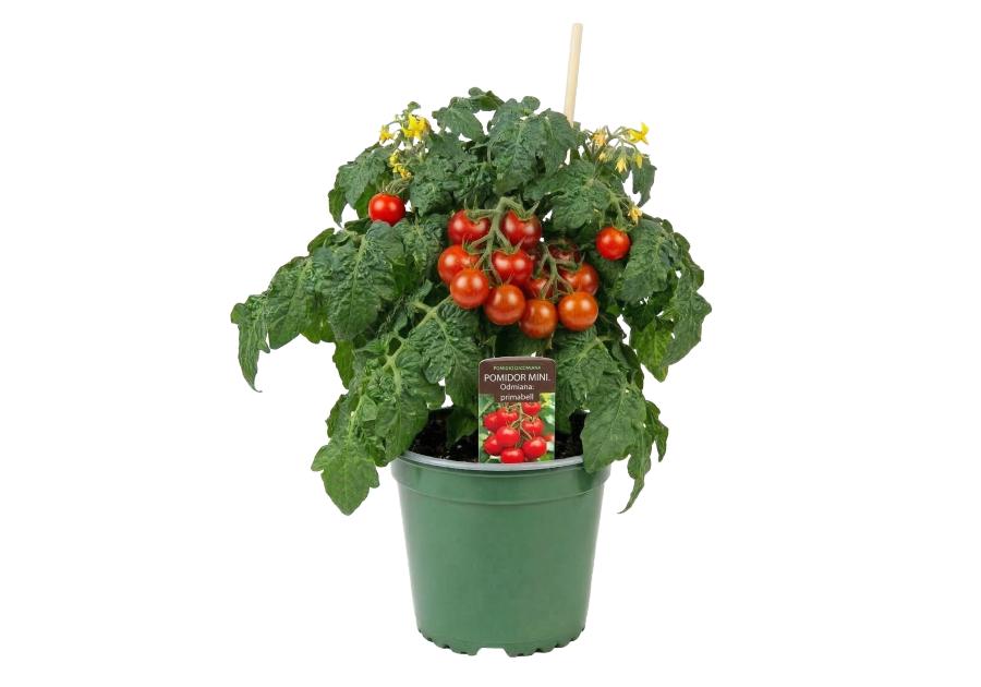 Zdjęcie: Pomidor sadzonka mini Primabell czerwony 4 FLOWER