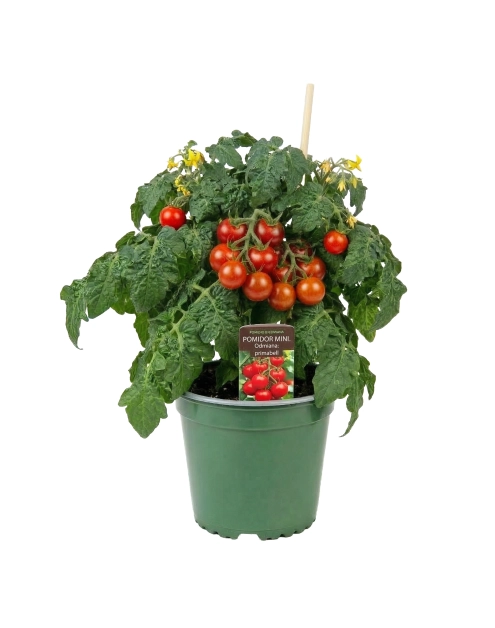 Zdjęcie: Pomidor sadzonka mini Primabell czerwony 4 FLOWER