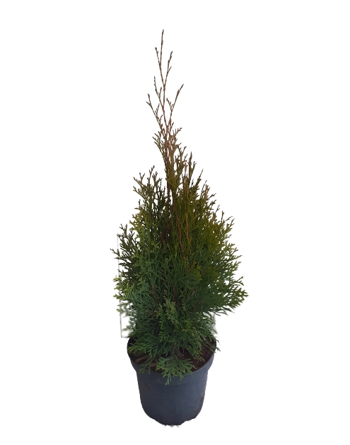 Zdjęcie: Tuja Szmaragd żywotnik zachodni ŁAZUCCY