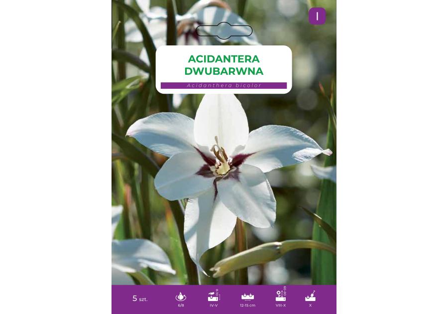 Zdjęcie: Kwiat Acidantera dwubarwna 5 szt. sadzonki LEGUTKO