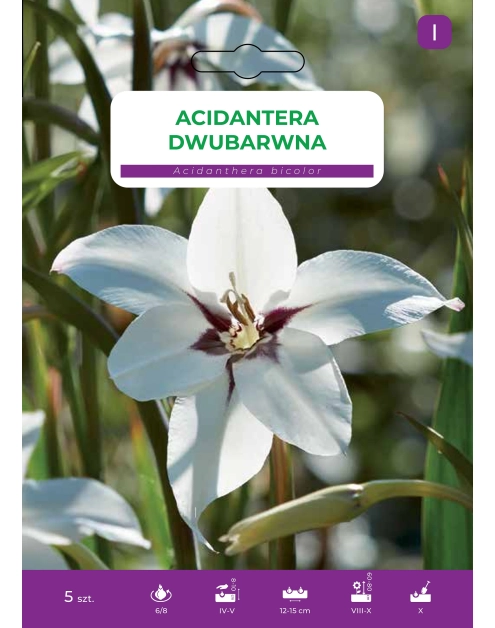 Zdjęcie: Kwiat Acidantera dwubarwna 5 szt. sadzonki LEGUTKO
