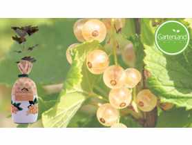 Porzeczka biała GARTENLAND