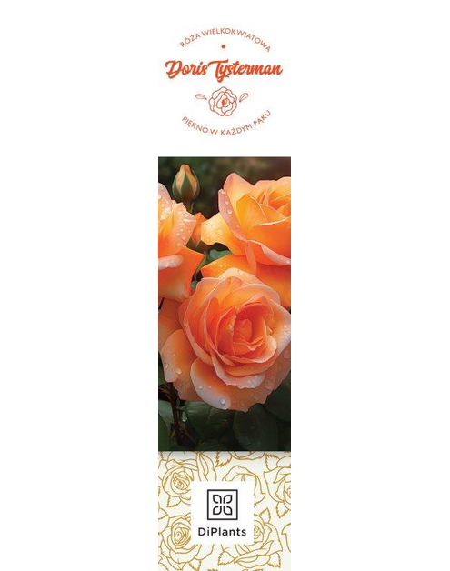 Zdjęcie: Róża wielkokwiatowa Doris Tysterman DIPLANTS