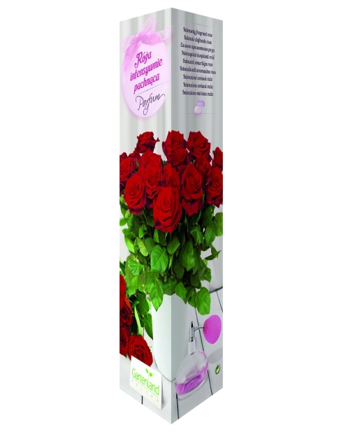 Zdjęcie: Róża pachnąca bordowa GARTENLAND