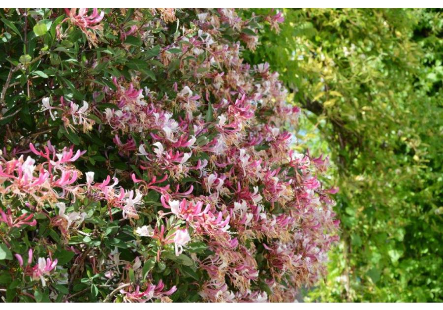 Zdjęcie: Wiciokrzew C2 CLEMATIS