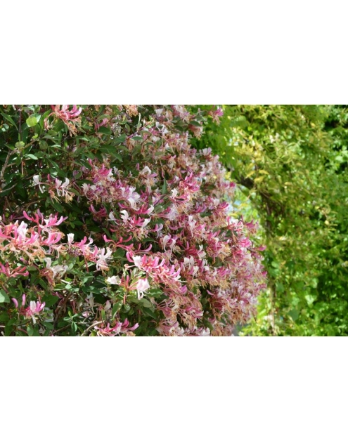 Zdjęcie: Wiciokrzew C2 CLEMATIS