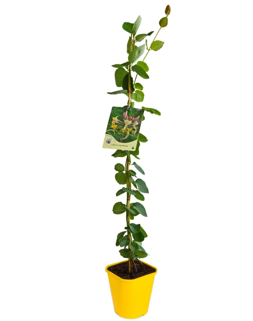 Zdjęcie: Wiciokrzew C2 CLEMATIS