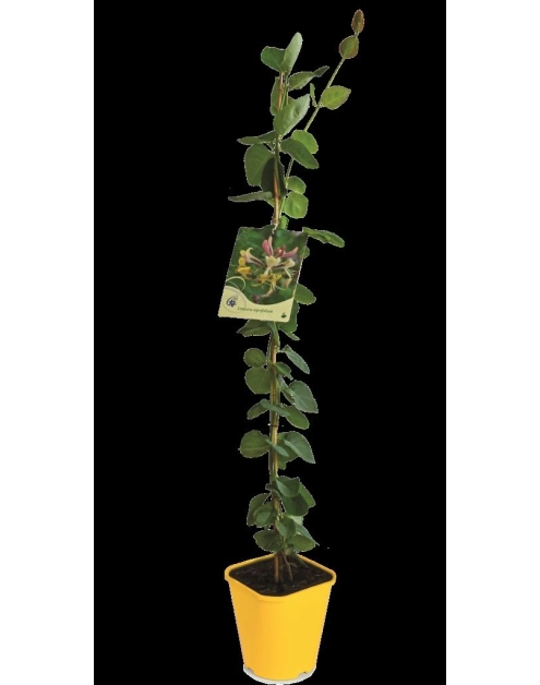 Zdjęcie: Wiciokrzew C2 CLEMATIS