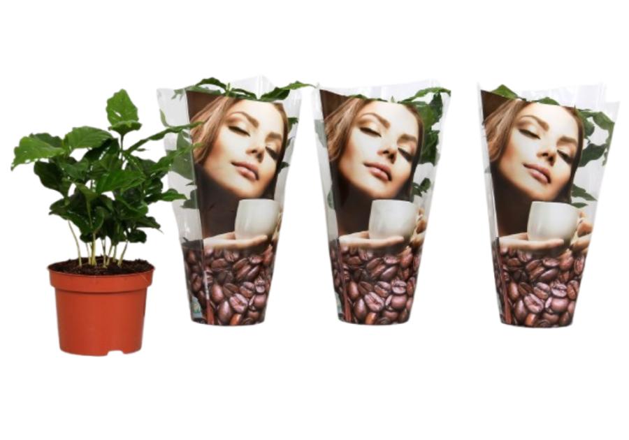 Zdjęcie: Kawa doniczkowa 12 cm KAMA