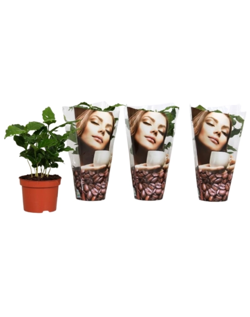 Zdjęcie: Kawa doniczkowa 12 cm KAMA