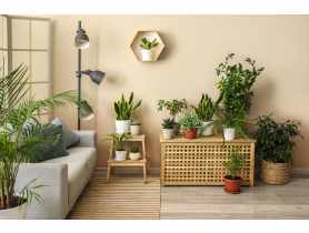 Farba lateksowa Moc Koloru beżowy jasny 5 L DEKORAL