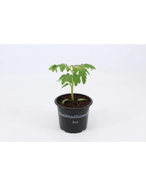 Zdjęcie: Sadzonka pomidora koktajlowego czerwony/żółty 4 FLOWER