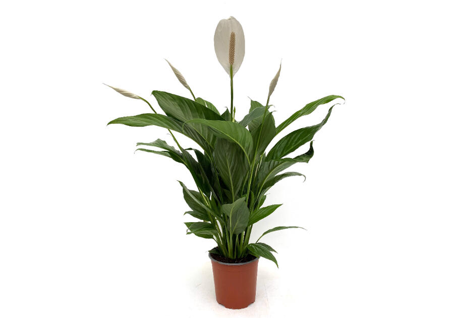 Zdjęcie: Spathiphyllum KAMA MAŚLANKIEWICZ