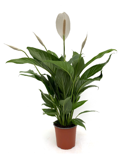 Zdjęcie: Spathiphyllum KAMA MAŚLANKIEWICZ