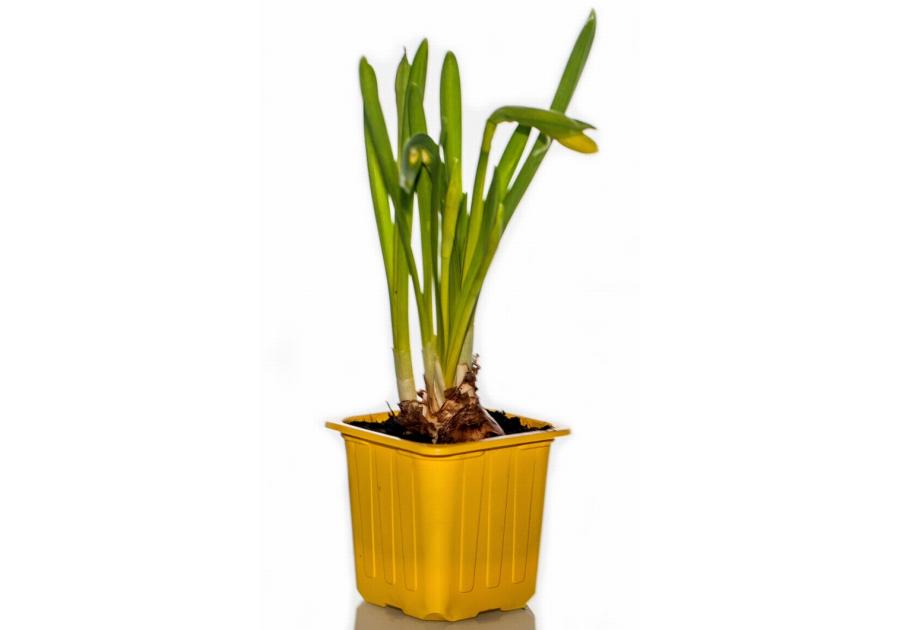 Zdjęcie: Narcyz doniczkowy 7x7 cm CYGANEK