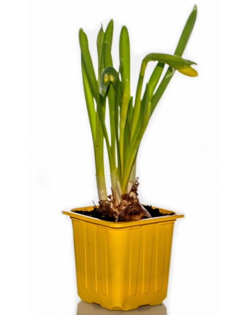 Zdjęcie: Narcyz doniczkowy 7x7 cm CYGANEK