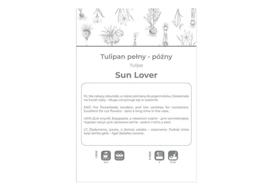 Zdjęcie: Tulipan Sun Lover żółty 4 sztuki W.LEGUTKO