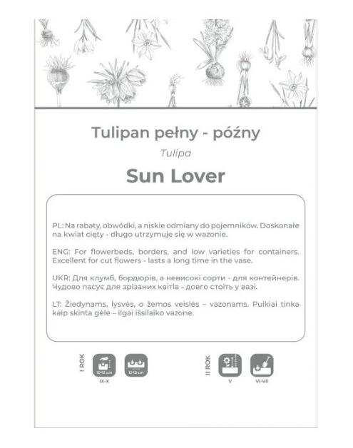 Zdjęcie: Tulipan Sun Lover żółty 4 sztuki W.LEGUTKO