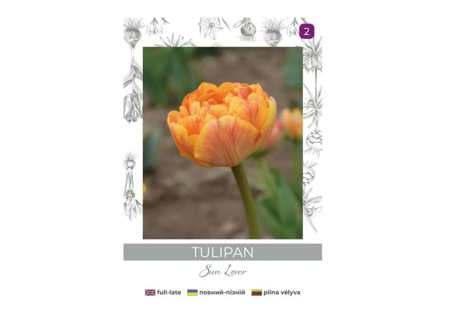 Zdjęcie: Tulipan Sun Lover żółty 4 sztuki W.LEGUTKO