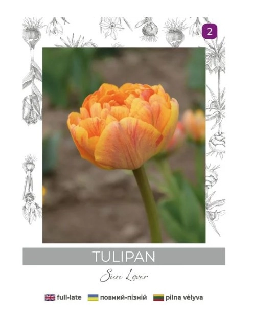 Zdjęcie: Tulipan Sun Lover żółty 4 sztuki W.LEGUTKO